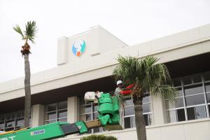 高所伐採を行う様子