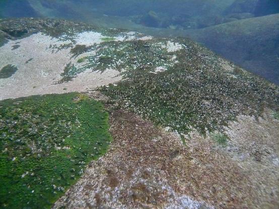 志布志のカワゴケソウ科植物育成地