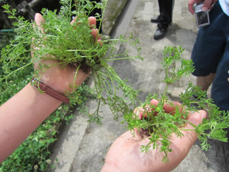 「メリケントキンソウ」ってどんな植物？の画像