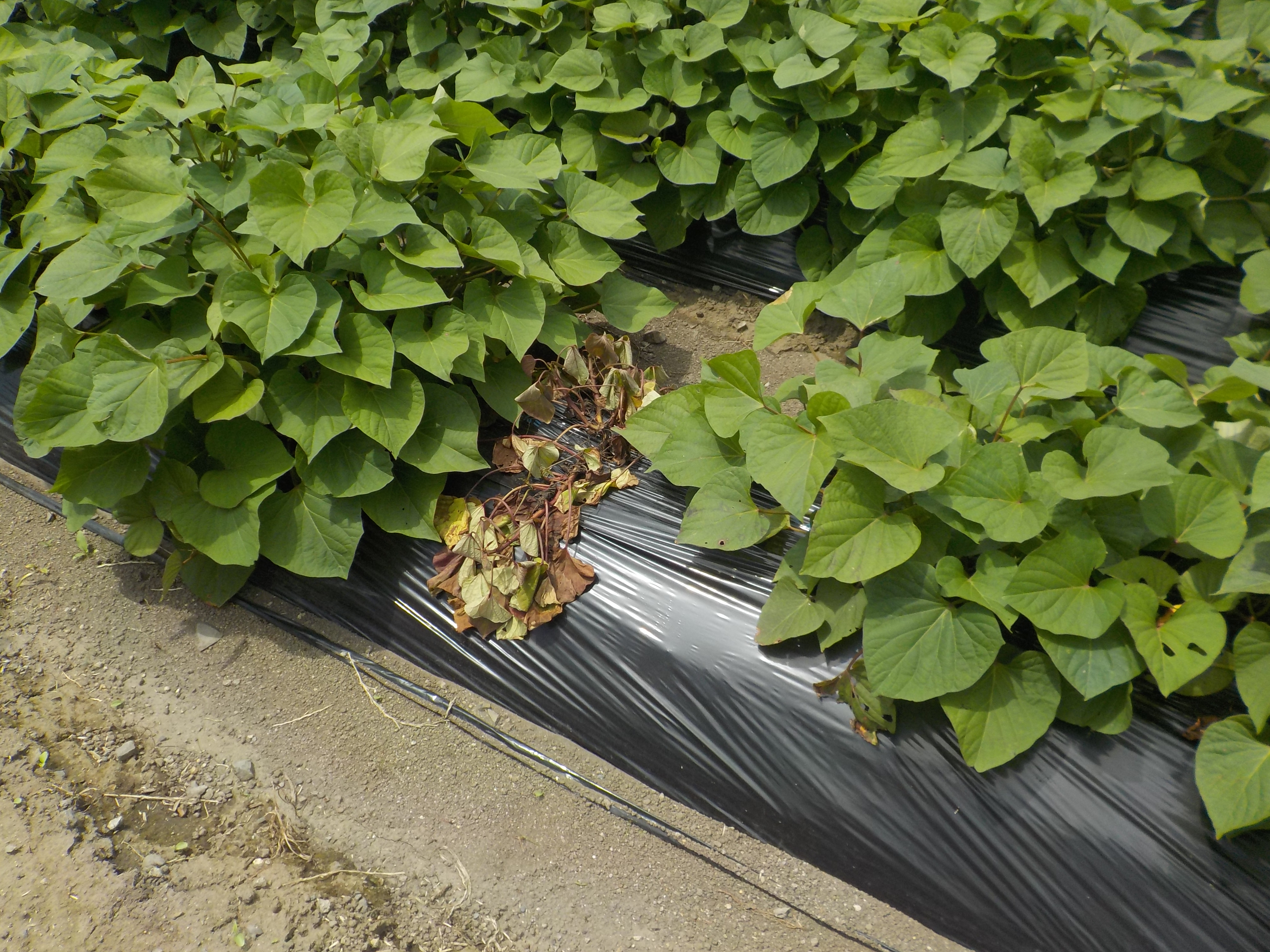 【家庭菜園向け】サツマイモ基腐病の防除対策の画像1