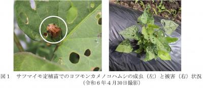 ヨツモンカメノコハムシの成虫及び被害状況
