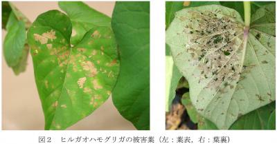 ヒルガオハモグリガの被害状況