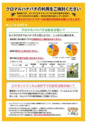 クロマルハナバチについて
