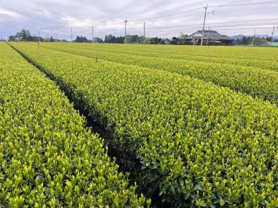 有機茶研究会写真